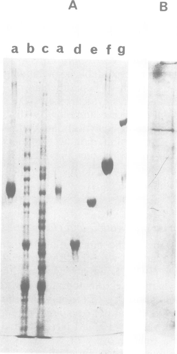 https://cdn.ncbi.nlm.nih.gov/pmc/blobs/537d/555387/524200cbd552/emboj00264-0059-a.jpg