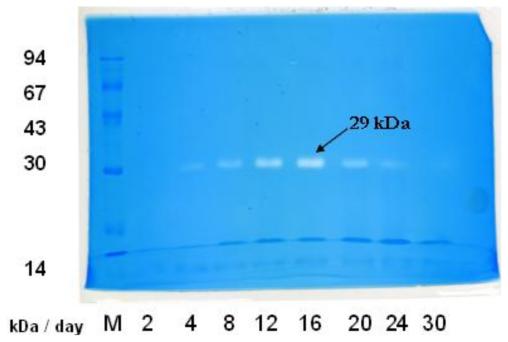 https://cdn.ncbi.nlm.nih.gov/pmc/blobs/537f/3039943/ff5250168254/ijms-12-00056f2.jpg