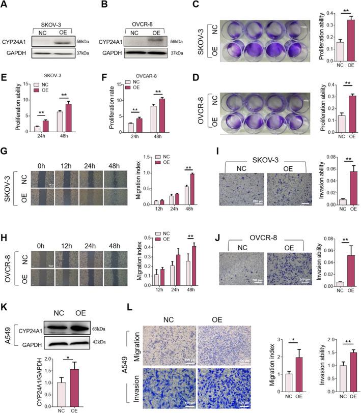 https://cdn.ncbi.nlm.nih.gov/pmc/blobs/5383/11967274/34e83d5e970d/CAS-116-910-g006.jpg