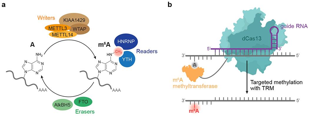 https://cdn.ncbi.nlm.nih.gov/pmc/blobs/5384/7718427/e517ac8f4660/nihms-1596856-f0001.jpg