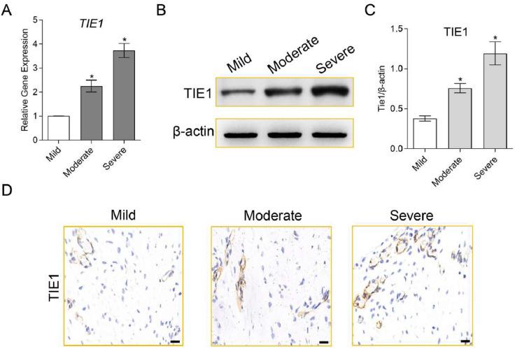 https://cdn.ncbi.nlm.nih.gov/pmc/blobs/5389/12374431/28b26d539a6c/gr6.jpg
