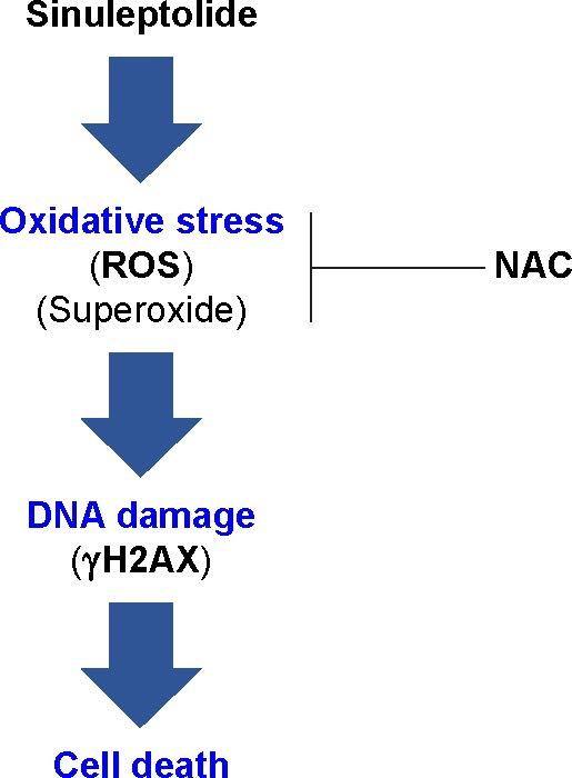 https://cdn.ncbi.nlm.nih.gov/pmc/blobs/5389/5505647/2dfbc5f6dc91/ott-10-3289Fig6.jpg