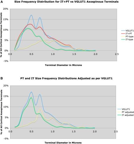 https://cdn.ncbi.nlm.nih.gov/pmc/blobs/538a/2982718/9228758355bb/fnana-04-00142-g003.jpg