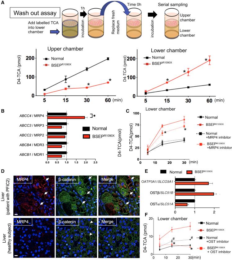 https://cdn.ncbi.nlm.nih.gov/pmc/blobs/538a/7878720/8507ba566088/gr4.jpg