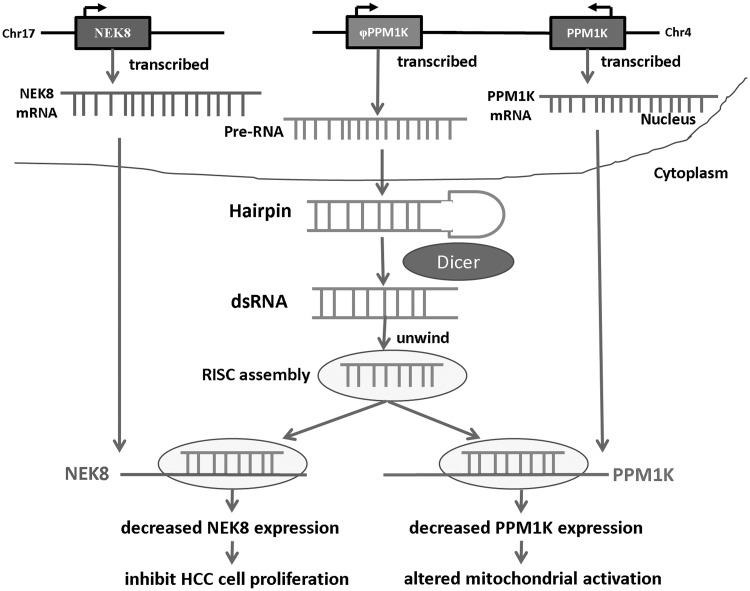 https://cdn.ncbi.nlm.nih.gov/pmc/blobs/538c/3616710/633035766ee5/gkt047f11p.jpg