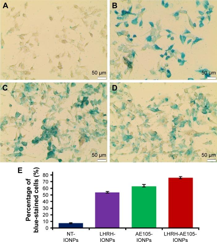 https://cdn.ncbi.nlm.nih.gov/pmc/blobs/538e/5614798/0ac2d7d59814/ijn-12-6973Fig3.jpg