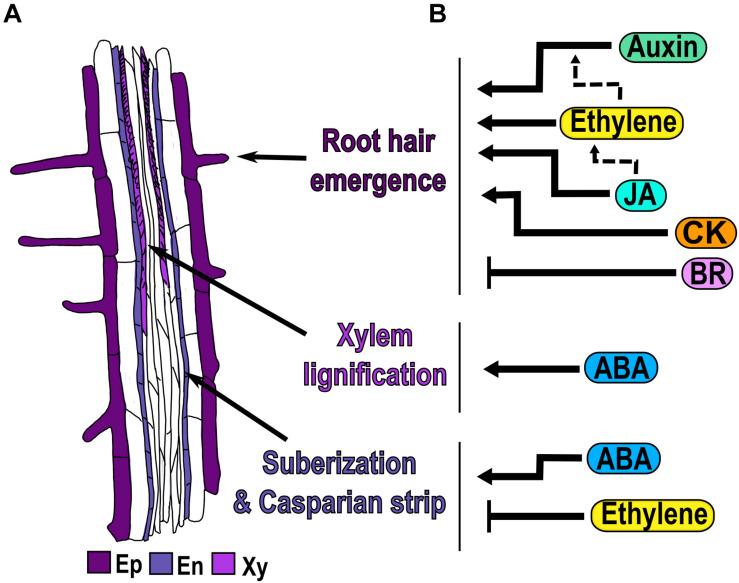https://cdn.ncbi.nlm.nih.gov/pmc/blobs/538e/8107238/1f8864f7053f/fpls-12-659155-g005.jpg