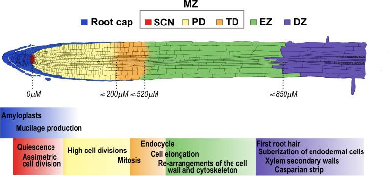 https://cdn.ncbi.nlm.nih.gov/pmc/blobs/538e/8107238/9a7300e94098/fpls-12-659155-g001.jpg