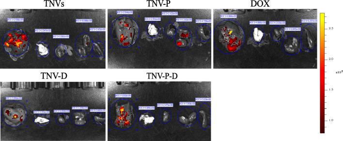 https://cdn.ncbi.nlm.nih.gov/pmc/blobs/538f/12162503/c69fecb4b338/fphar-16-1587560-g010.jpg