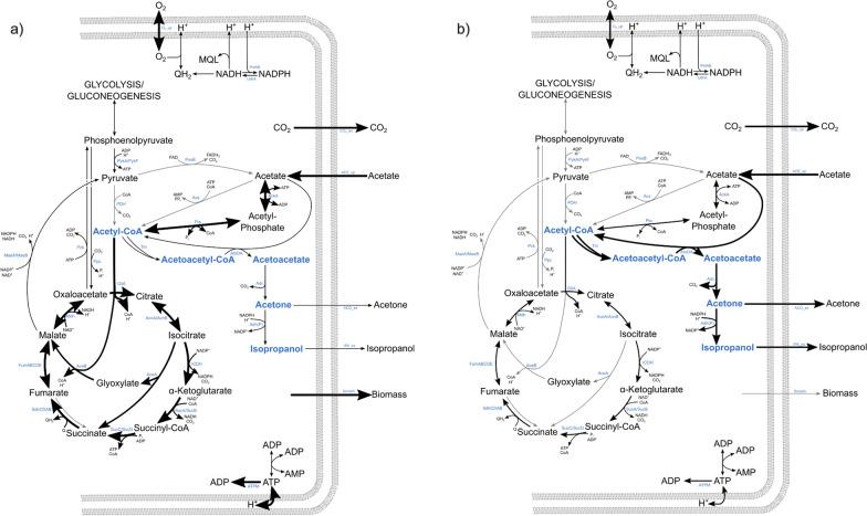 https://cdn.ncbi.nlm.nih.gov/pmc/blobs/5394/11302359/e06575cfdc9b/13068_2024_2534_Fig7_HTML.jpg