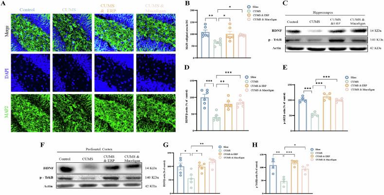 https://cdn.ncbi.nlm.nih.gov/pmc/blobs/5396/12064756/71795c4be896/41398_2025_3378_Fig6_HTML.jpg