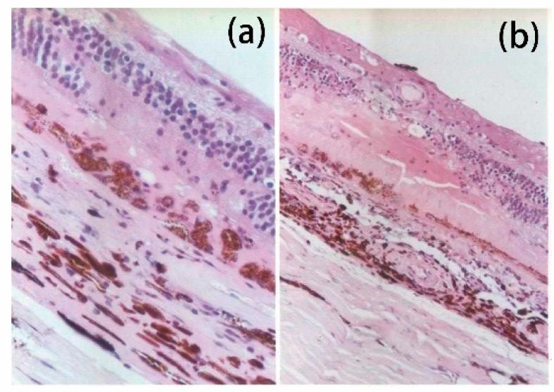 https://cdn.ncbi.nlm.nih.gov/pmc/blobs/539d/11432231/ad12b2fe0d5e/jcm-13-05439-g001.jpg