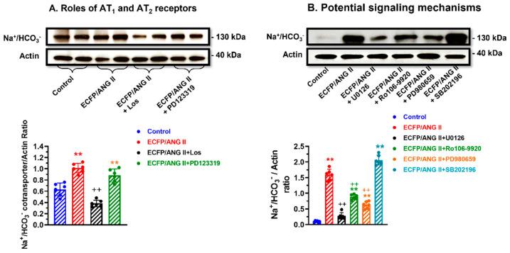 https://cdn.ncbi.nlm.nih.gov/pmc/blobs/53a0/10252550/4d507d041499/cells-12-01492-g006.jpg