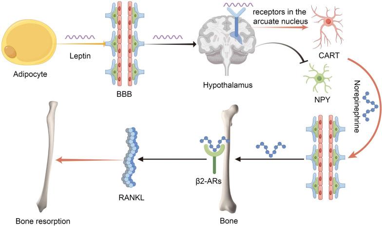 https://cdn.ncbi.nlm.nih.gov/pmc/blobs/53a1/11161955/f5e4c9cbd7d0/40001_2024_1918_Fig1_HTML.jpg