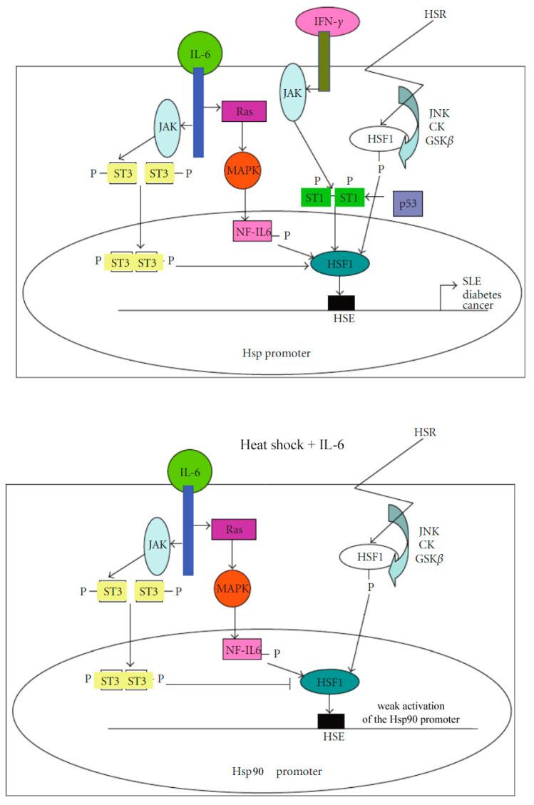 https://cdn.ncbi.nlm.nih.gov/pmc/blobs/53a6/12248682/de690ad207de/cells-14-00979-g001.jpg