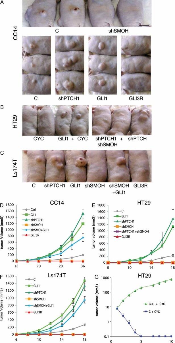https://cdn.ncbi.nlm.nih.gov/pmc/blobs/53a7/3378144/3e44dc453e6d/emmm0001-0338-f4.jpg