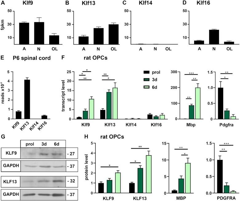 https://cdn.ncbi.nlm.nih.gov/pmc/blobs/53a9/9723594/96eaddc17a87/gkac953fig1.jpg