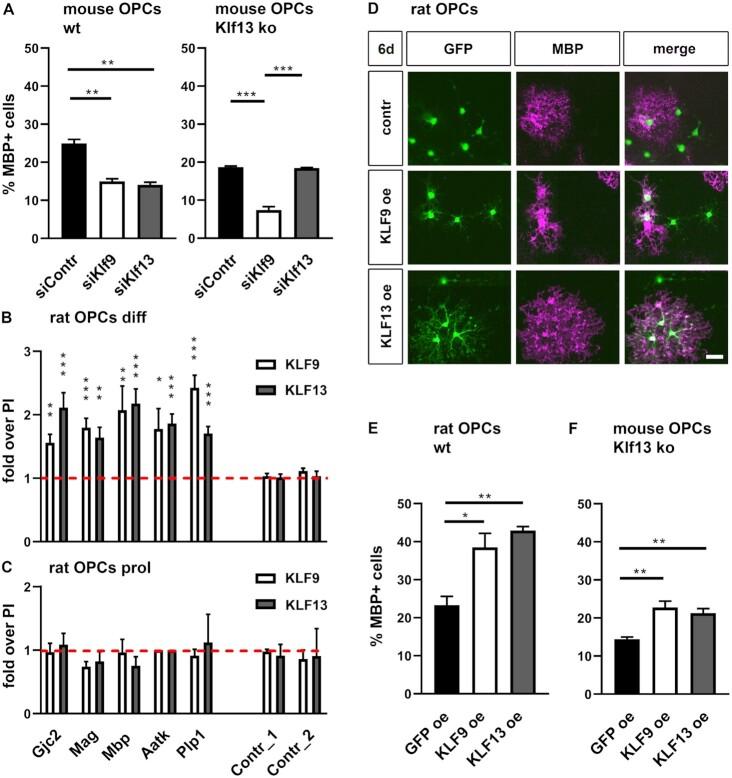 https://cdn.ncbi.nlm.nih.gov/pmc/blobs/53a9/9723594/fea84267eb00/gkac953fig11.jpg