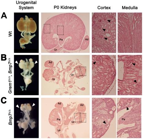 https://cdn.ncbi.nlm.nih.gov/pmc/blobs/53aa/3084290/22840df29df0/pone.0019370.g002.jpg