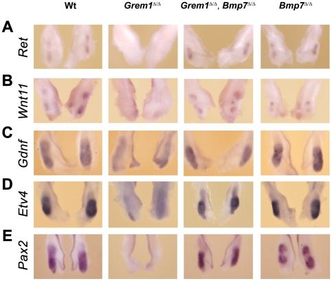 https://cdn.ncbi.nlm.nih.gov/pmc/blobs/53aa/3084290/40a03cd89345/pone.0019370.g003.jpg