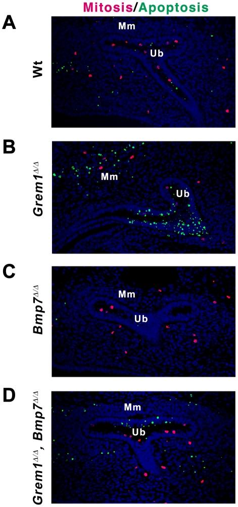 https://cdn.ncbi.nlm.nih.gov/pmc/blobs/53aa/3084290/a7a62e2cf5ee/pone.0019370.g004.jpg