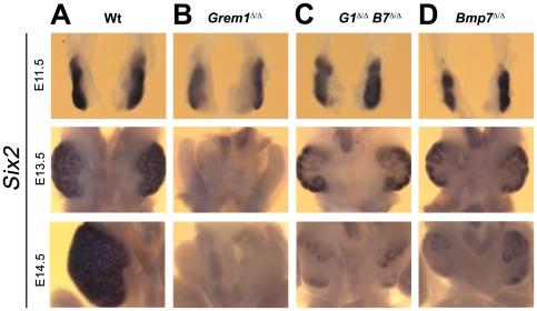 https://cdn.ncbi.nlm.nih.gov/pmc/blobs/53aa/3084290/b7681eb7b963/pone.0019370.g005.jpg