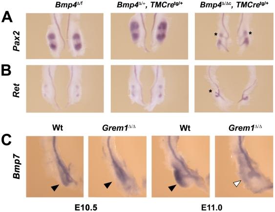 https://cdn.ncbi.nlm.nih.gov/pmc/blobs/53aa/3084290/dc4066a245e1/pone.0019370.g001.jpg