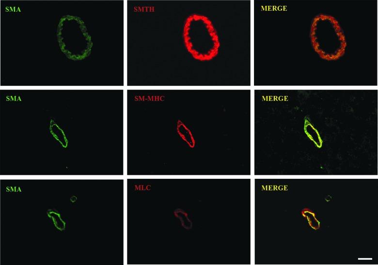 https://cdn.ncbi.nlm.nih.gov/pmc/blobs/53aa/6818492/b88d6628ef90/fig-3.jpg