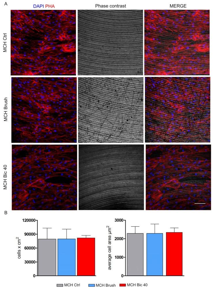 https://cdn.ncbi.nlm.nih.gov/pmc/blobs/53ab/6514594/f99b79b371fa/ijms-20-01868-g003.jpg