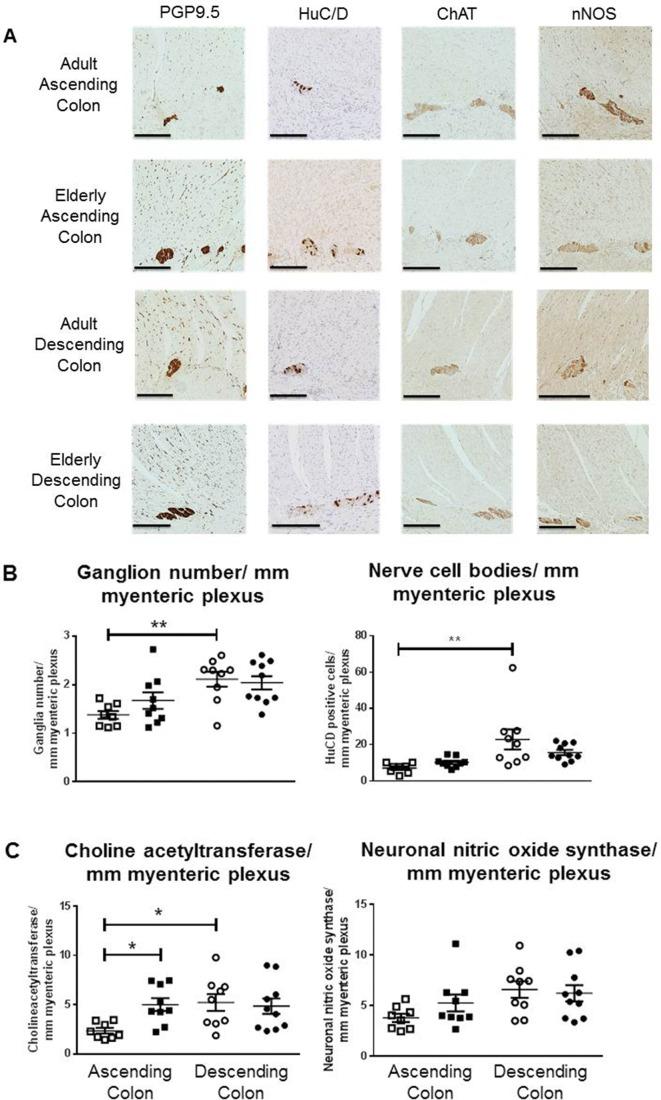 https://cdn.ncbi.nlm.nih.gov/pmc/blobs/53ab/6594449/13b3fb9bc456/gutjnl-2018-316279f03.jpg