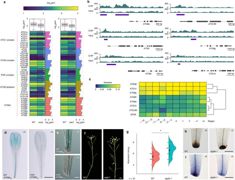 https://cdn.ncbi.nlm.nih.gov/pmc/blobs/53ad/10847506/059d6761e914/41467_2024_45371_Fig7_HTML.jpg