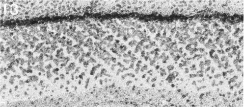 https://cdn.ncbi.nlm.nih.gov/pmc/blobs/53af/1329336/f05a67f8e57c/biophysj00187-0060-c.jpg