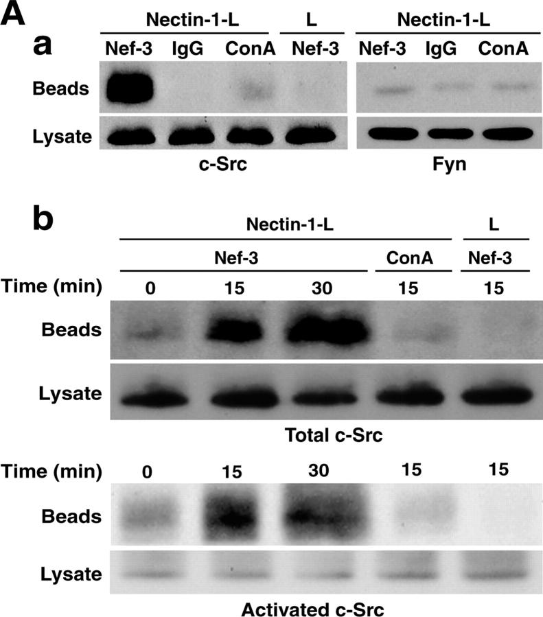 https://cdn.ncbi.nlm.nih.gov/pmc/blobs/53b1/2172271/78946c928a1e/200401093f6a.jpg