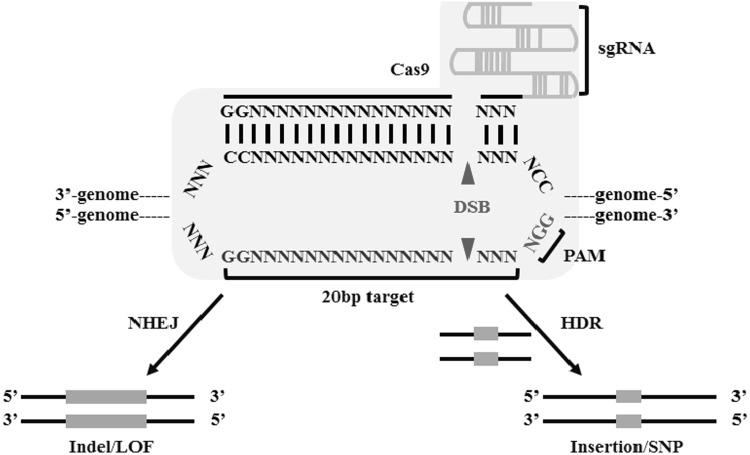 https://cdn.ncbi.nlm.nih.gov/pmc/blobs/53bb/5214880/f938d684bf6e/439_2016_1739_Fig2_HTML.jpg
