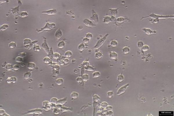 https://cdn.ncbi.nlm.nih.gov/pmc/blobs/53bc/3280944/24521255a303/1476-511X-10-216-7.jpg