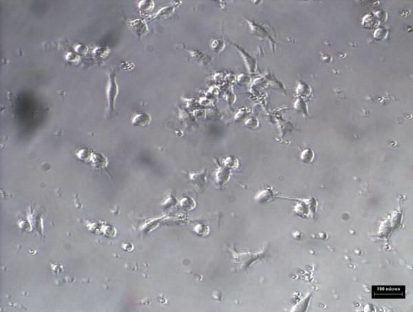 https://cdn.ncbi.nlm.nih.gov/pmc/blobs/53bc/3280944/b2d2ca4c60a9/1476-511X-10-216-9.jpg