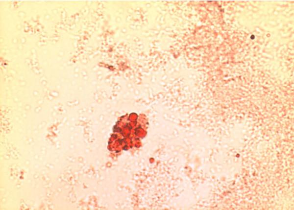 https://cdn.ncbi.nlm.nih.gov/pmc/blobs/53bc/3280944/c2b35931376c/1476-511X-10-216-3.jpg