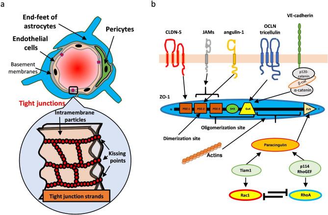https://cdn.ncbi.nlm.nih.gov/pmc/blobs/53bf/10044825/422185f97625/12987_2023_424_Fig4_HTML.jpg