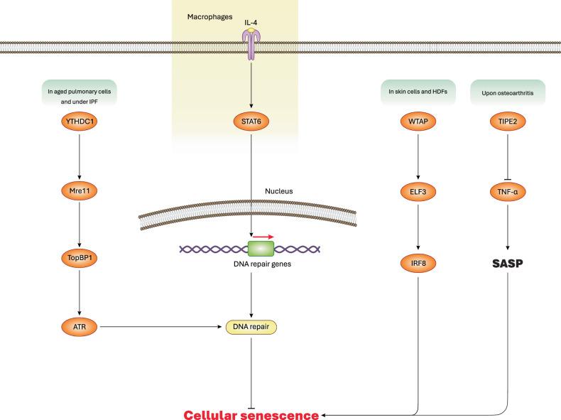 https://cdn.ncbi.nlm.nih.gov/pmc/blobs/53c0/12322153/04042fbbaa23/41420_2025_2655_Fig3_HTML.jpg