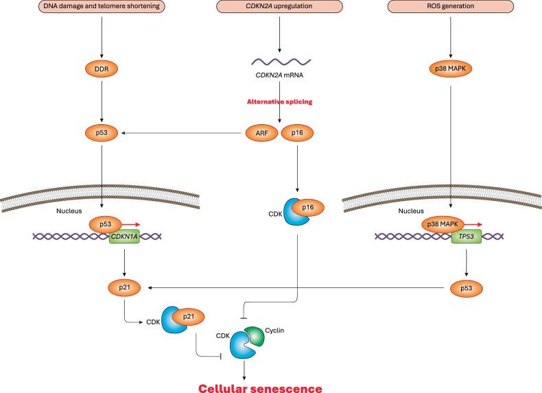 https://cdn.ncbi.nlm.nih.gov/pmc/blobs/53c0/12322153/9c1552f0eff3/41420_2025_2655_Fig2_HTML.jpg
