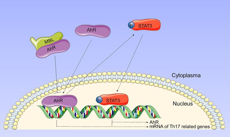 https://cdn.ncbi.nlm.nih.gov/pmc/blobs/53c1/9342710/6a6dd8a8049a/JIR-15-4315-g0008.jpg