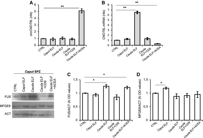 https://cdn.ncbi.nlm.nih.gov/pmc/blobs/53c2/11071812/27df001504aa/18_2021_4054_Fig5_HTML.jpg