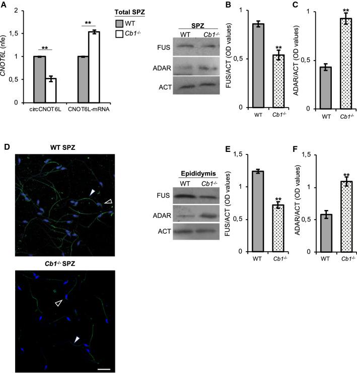 https://cdn.ncbi.nlm.nih.gov/pmc/blobs/53c2/11071812/d3d03958f964/18_2021_4054_Fig2_HTML.jpg
