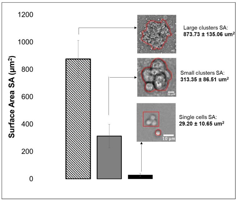 https://cdn.ncbi.nlm.nih.gov/pmc/blobs/53c3/6829900/f90c6f8aa496/cells-08-01301-g003.jpg