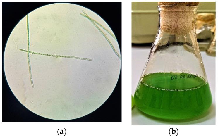 https://cdn.ncbi.nlm.nih.gov/pmc/blobs/53c8/7699214/699396f3a5e7/biomolecules-10-01571-g002.jpg