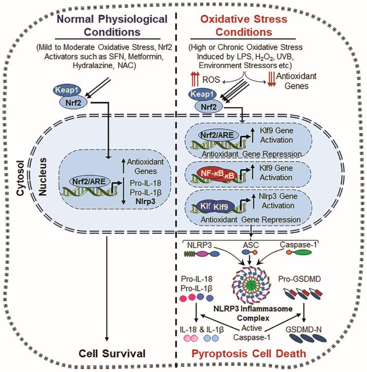 https://cdn.ncbi.nlm.nih.gov/pmc/blobs/53ce/12248983/d0f6b0b4dc17/cells-14-00994-g004.jpg