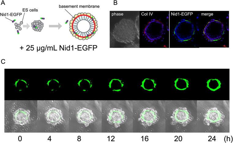 https://cdn.ncbi.nlm.nih.gov/pmc/blobs/53d0/10149278/8a44ded365f9/gr2.jpg