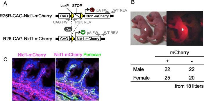 https://cdn.ncbi.nlm.nih.gov/pmc/blobs/53d0/10149278/9169772774db/gr3.jpg