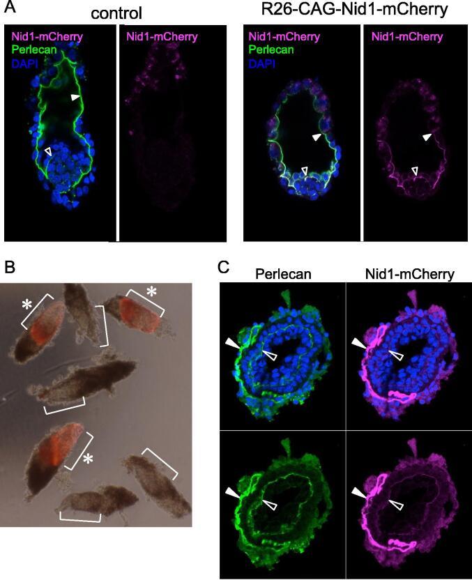 https://cdn.ncbi.nlm.nih.gov/pmc/blobs/53d0/10149278/9ad222fab56e/gr5.jpg