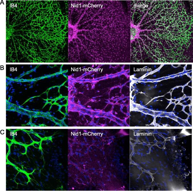 https://cdn.ncbi.nlm.nih.gov/pmc/blobs/53d0/10149278/ae793f0597f2/gr7.jpg